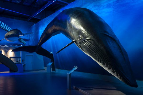 Whales of Iceland