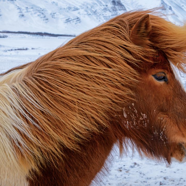 Icelandic horse