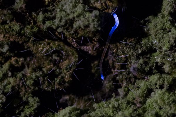 Orfelia fultoni are the only bioluminescent fly species in North America, and the larvae produce the bluest light in the insect world. 