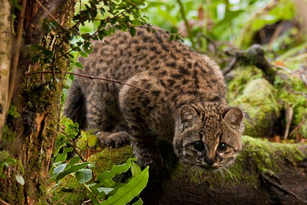 Leopardus guigna, or kodkod, is the smallest wild cat in the Americas, and is often smaller than an average house cat.