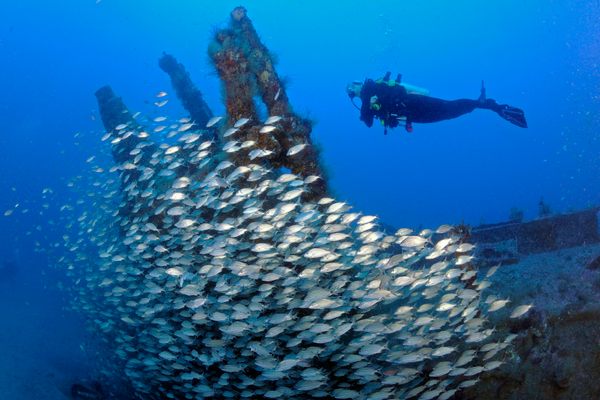 A school of grunts on a sunken World War II German submarine in the Atlantic Ocean off North Carolina.