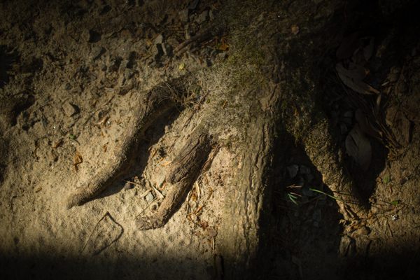 The roots of a tulip poplar, a common hardwood tree with medicinal properties. 