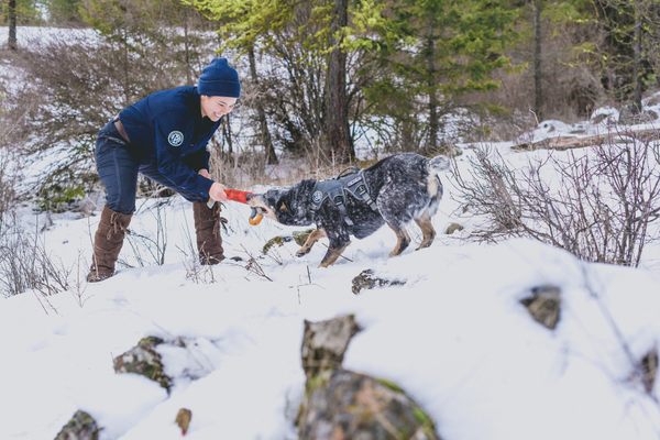 Handler Collette Yee rewards detection dog Jack with a round of tug-of-war.