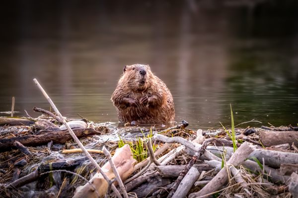 In the American West, preventing wildfires is becoming all the more crucial. Meet one of the helpers. 