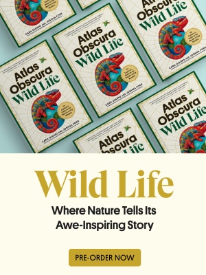 Wild Life Book Advertisement: Where Nature Tells Its Awe-Inspiring Story