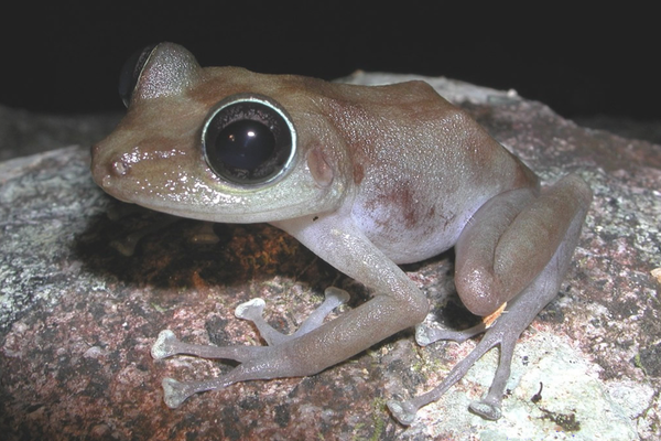A Puerto Rican rock frog has a number of adaptations for cave living, including large eyes.